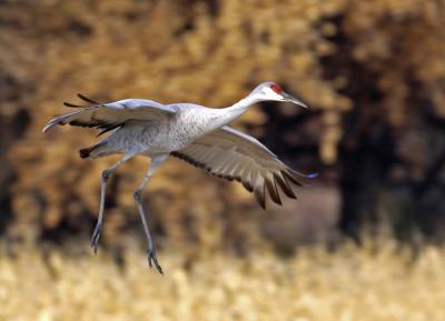 Landing in Corn