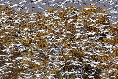 Geese Blast Off with Cottonwood Backdrop