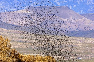 Bosque Blackbirds