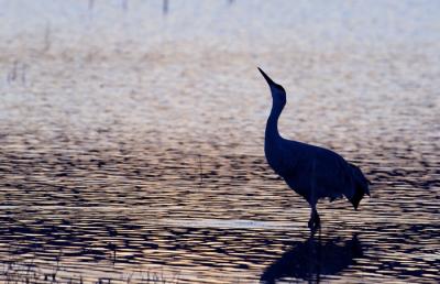 Crane at Sunset