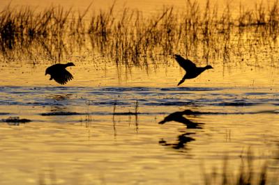 Coots on the Run