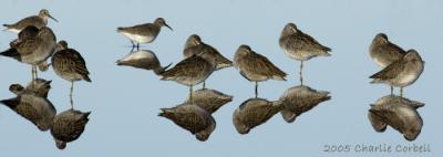Short-billed Dowitchers and Dunlin