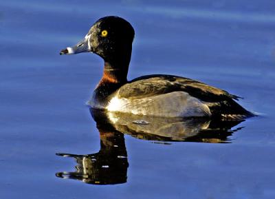 Ring-necked Duck  2542