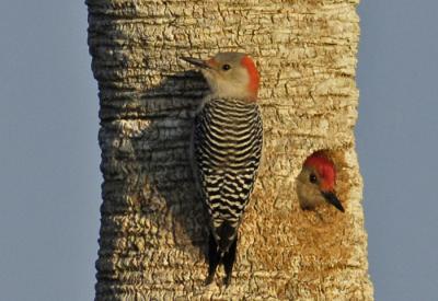 Red- bellied Woodpecker 0659