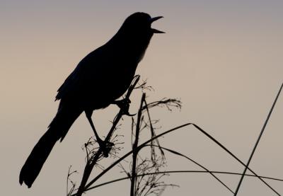 Grackle 2241