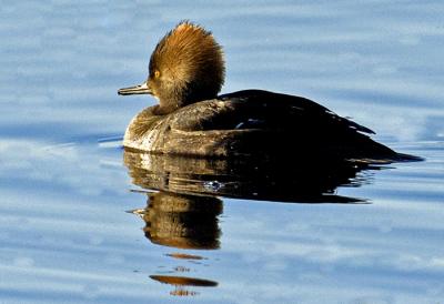 Hooded Merganser  2519