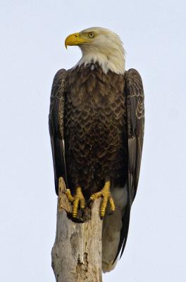 Bald Eagle  2593