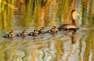 Black-bellied Whistling Ducks