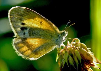 Butterfly on Clover 0713