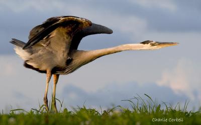 Great Blue Heron 0626