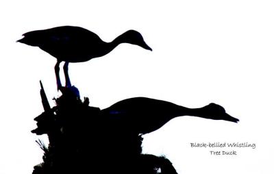 Black-bellied Whistling Tree Duck  0057