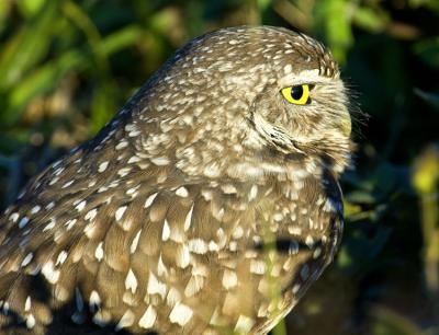 Burrowing Owl 3741