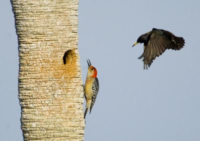 Starling vs. Red-bellied Woodpecker 4129