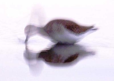 Shorebird Blur 5049