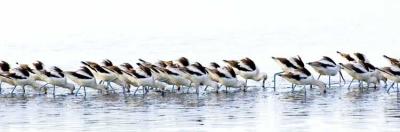 Avocets 5147