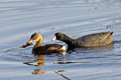 Coot vs. Grebe 5213