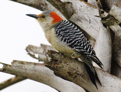 Red-bellied Woodpecker 5735