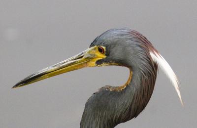 Tricolored Heron 5646