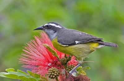Bananaquit 7251