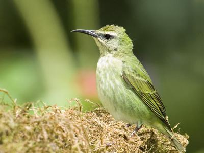Red-legged Honeycreeper female 6992