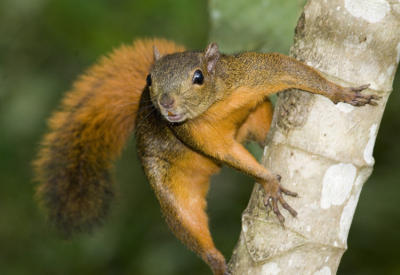 Red-tailed Squirrel  6376