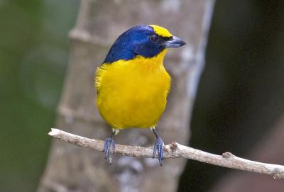 Golden-hooded Tanager  6324