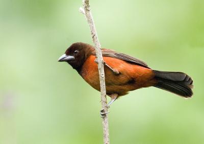  Crimson-backed Tanager female 6417