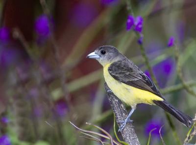  Blue-gray Tanager 6423