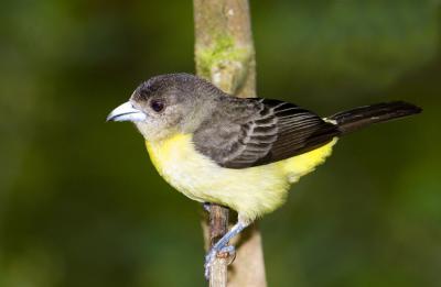 Flamed-rumped Tanager female6436