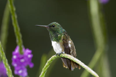  Snowy bellied Hummingbird 6547
