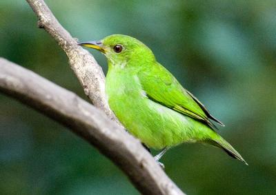 Green Honeycreeper 6605