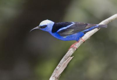 Red-legged Honeycreeper  6322
