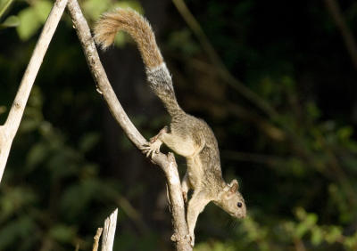 Panama Lowlands