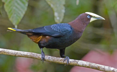 Chestnut-headed Oropendola 6314