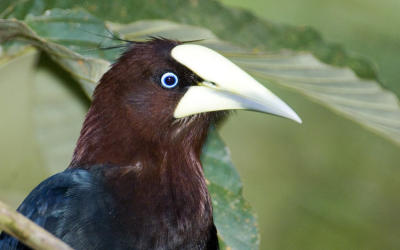 Chestnut-headed  Oropendola 6823