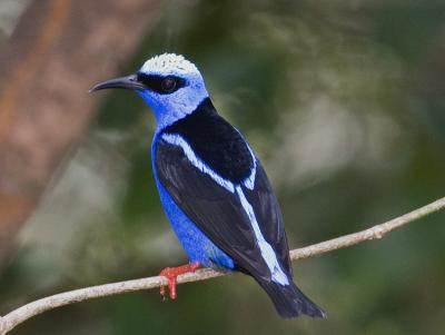 Red-legged Honeycreeper 6292