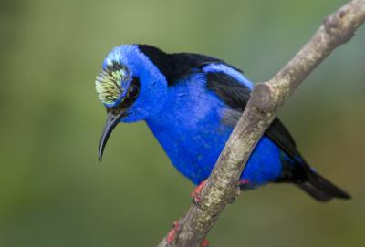 Red-legged Honeycreeper 6805