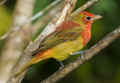 Summer tanager 6770