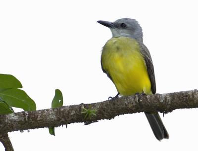 Tropical Flycatcher 6739