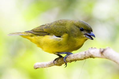 Thick-billed Euphonia female 6183