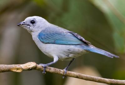 Blue-gray Tanager 6223