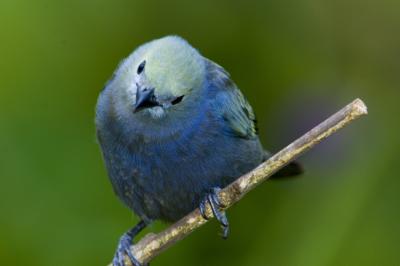  Blue-gray Tanager6813