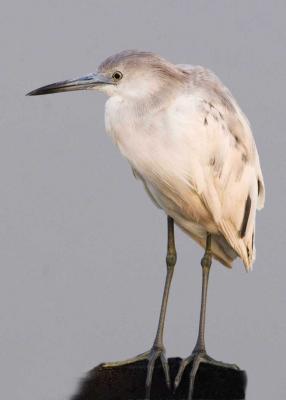 Little Blue Heron im.8617