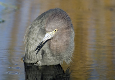 Little Blue Heron  3346