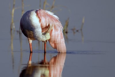 Roseate Spoonbill  3430