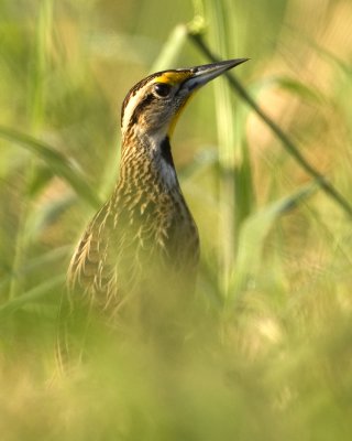 Eastern Meadowlark  5046