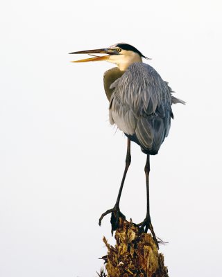 Great Blue Heron 5141