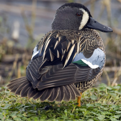 Blue-winged Teal 4931