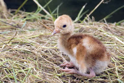 Day Old Chick  7667