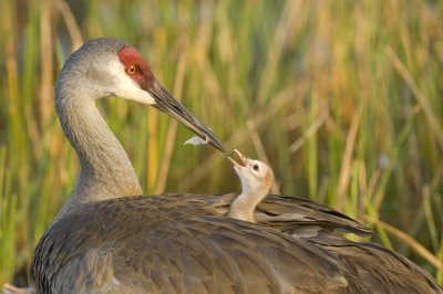 Mother and First Chick  Note Plastic Litter  8898